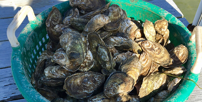 Photo of freshly harvested home-grown oysters.