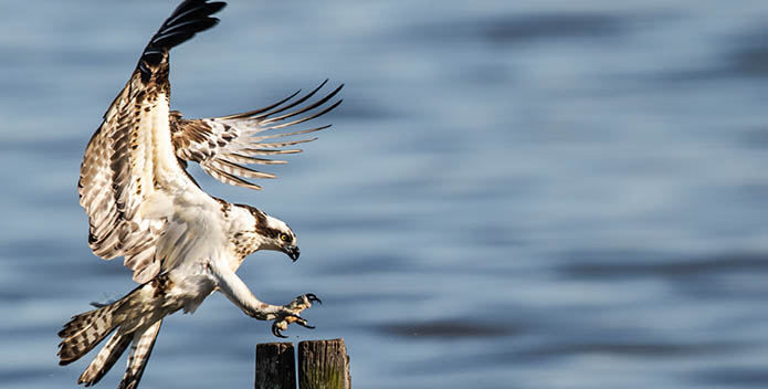 Photo of a bird with talons outstretched about to land on a wooden piling.