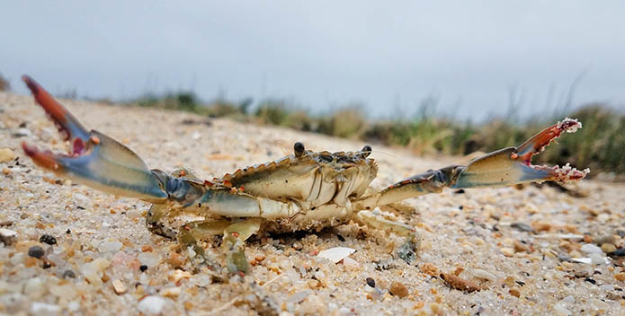 Close-up photo of a blue crab on the sand with its claws outstretched.