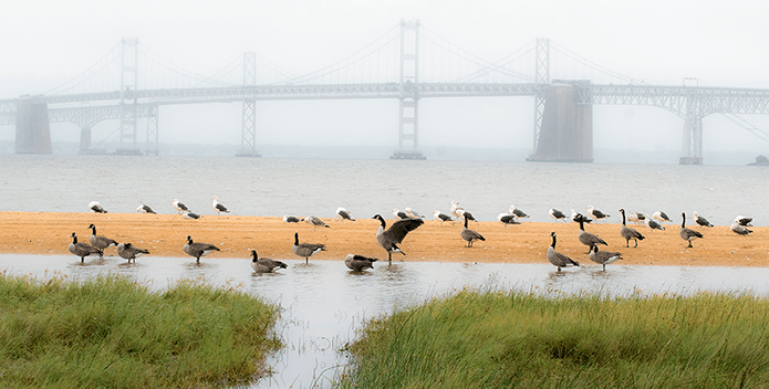 Canada geese and seagulls huddle by a puddle on a beach as fog obscures the Bay Bridge in the distance.