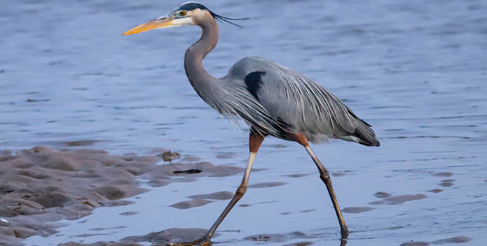 Photo of a great blue heron in marshy water.