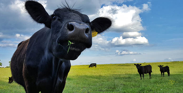 Close up of a black cow in a bight green field under a blue sky.