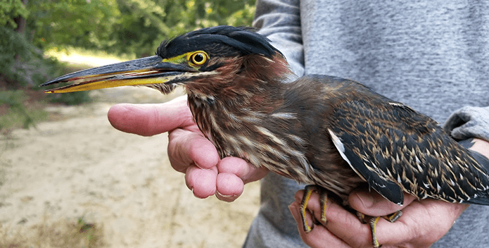 Two hands delicately hold a green heron.