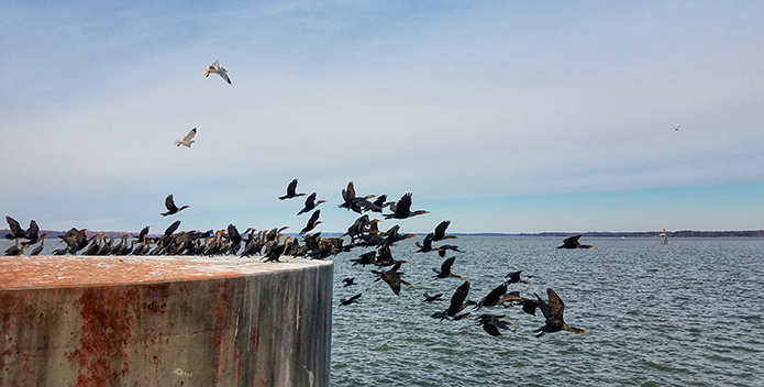 A photo of flock of cormorants taking off over the Chesapeake Bay.