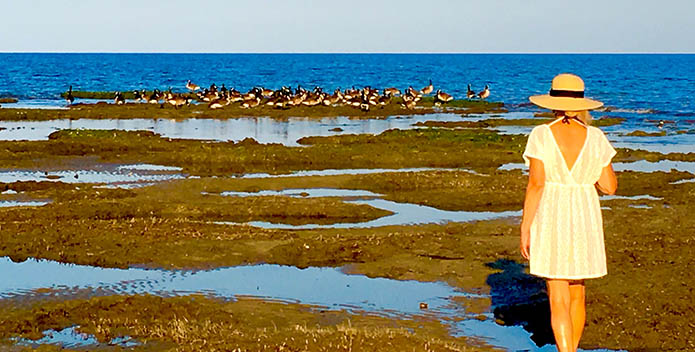 Woman walking in low tide near birds.