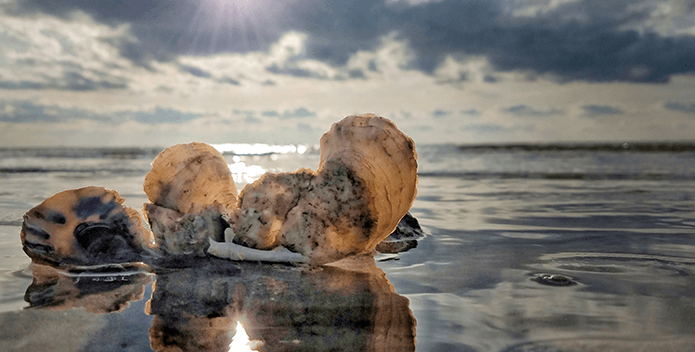 A setting sun reflects off oyster shells and the waters that surround them at low tide.