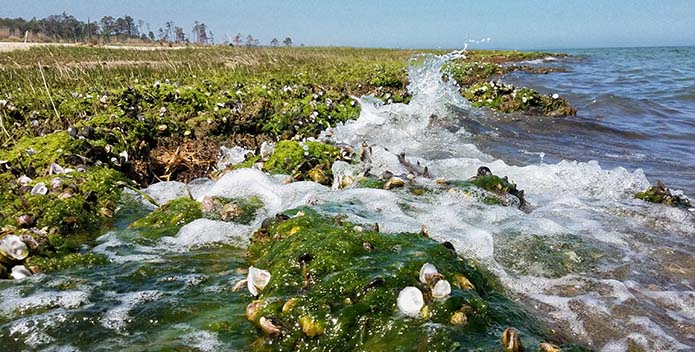 A photo of oysters along a shoreline. 