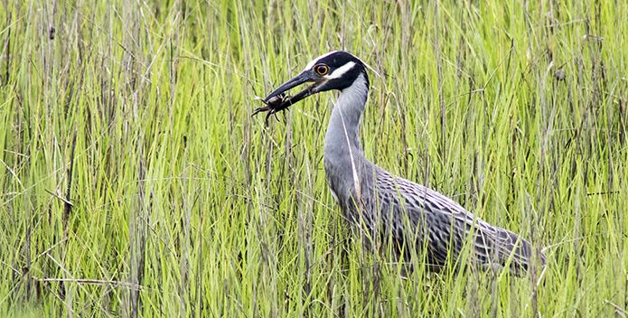 A blue heron with a crab in its beak amidst tall, green grasses.