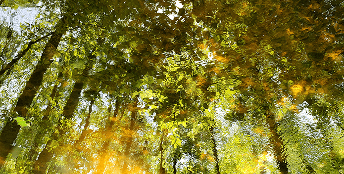 A reflection of the forest in a stream in Virginia at Poor Farm Park—seems like Monet painted it himself.