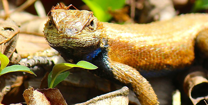 A closeup photo of a Northern Fence Lizard with an ant on its head.