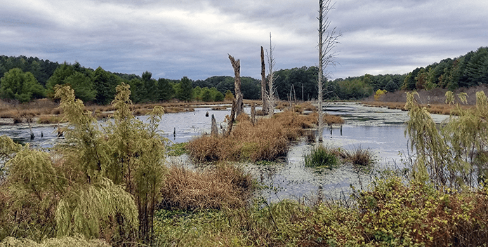 Marsh land covers the edges of a pond while old-growth oak-tulip poplar forest can be seen at the outskirts.