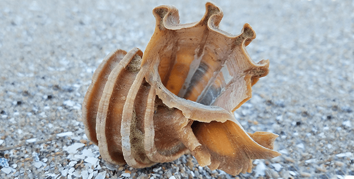 An orange, ridged shell sits upon gray sand.