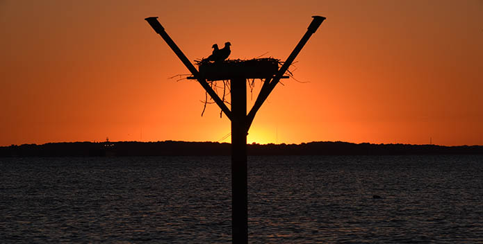 Silhouettes of two osprey in their nest backlit by a sunset.