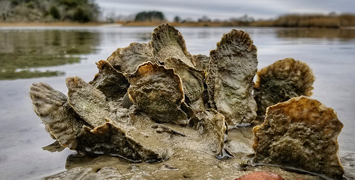 A close-up photo of a group of oysters revealed by the low tide.