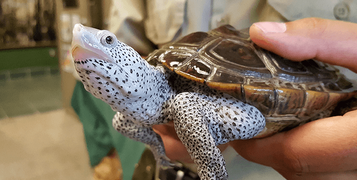 A rescued diamond terrapin is held by a ranger at First Landing State Park, Virginia.
