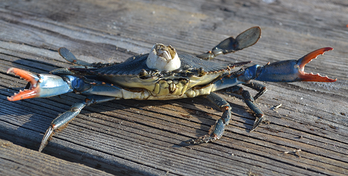 A photo of a blue crab with an old barnacle on it carapace.