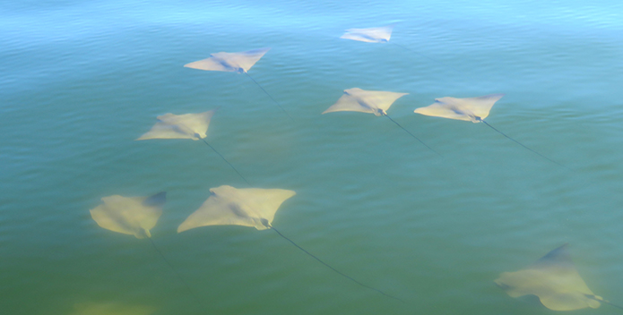 A group of cownose rays photographed in the Bay near Sharps Light.