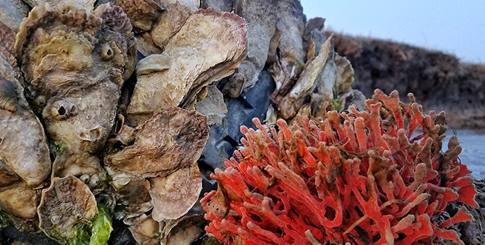 A photo of an oyster clump and a red beard sponge washed ashore by the tide. 