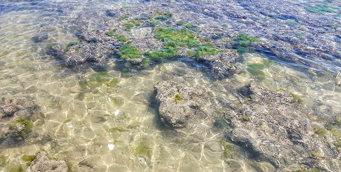 tidal pool beancounter cracked torrent
