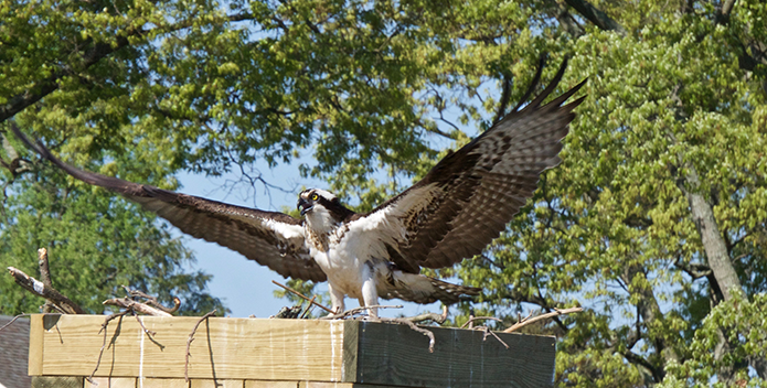 A photo of an osprey spreading its wings in its nest.