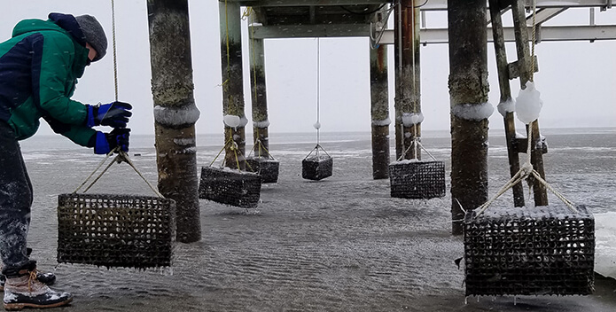 Photo taken under a pier showing oyster cases exposed by an extremely low tide.