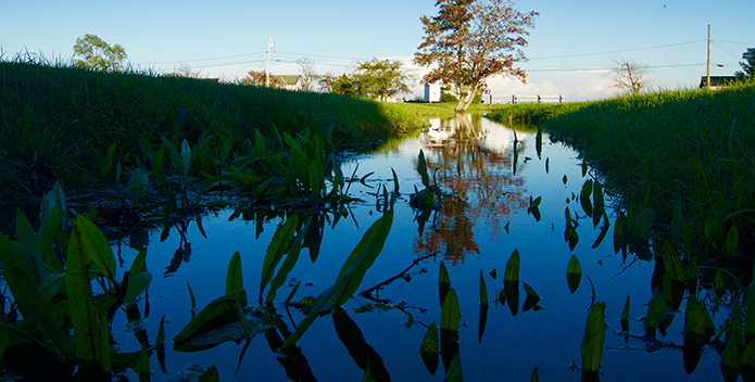 Close up image of a small water plants in a small creek.