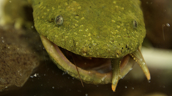 Hellbender