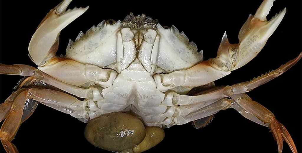 Top 5 Scariest Critters in the Bay • Chesapeake Bay Foundation