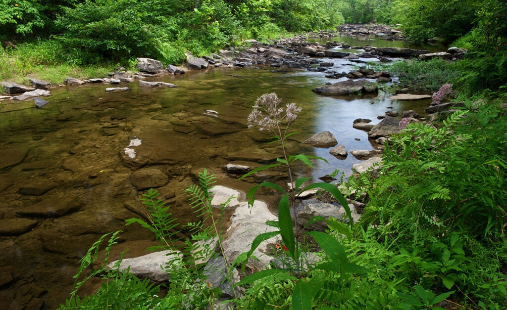 A pleasant creek in the woods.