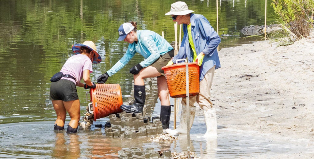 Three people work to dump bushels of oysters on a living shoreline.