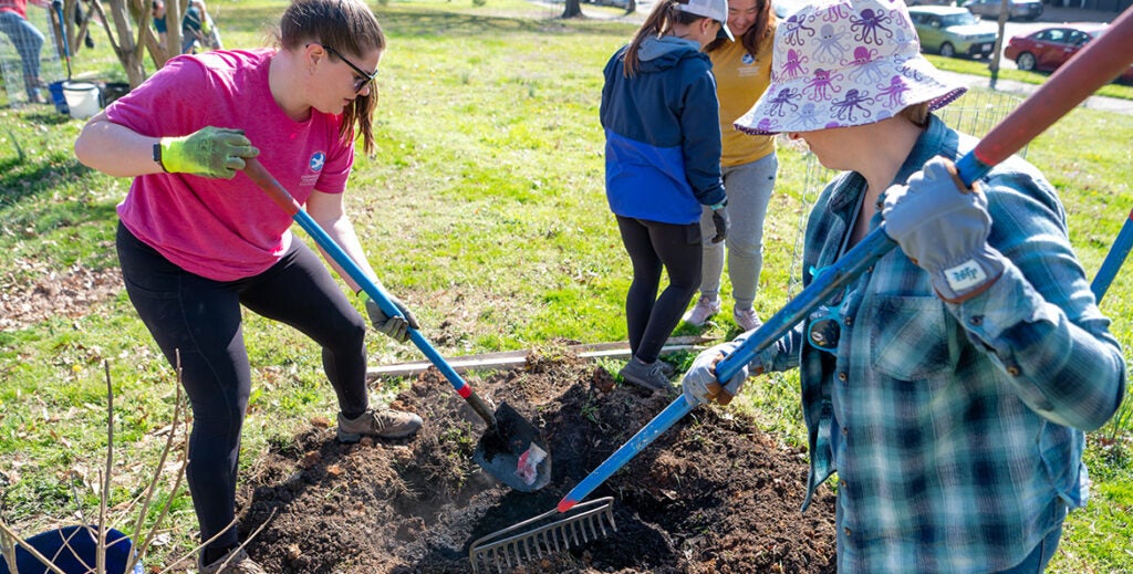 Two people work to dig a hole for a tree planting.