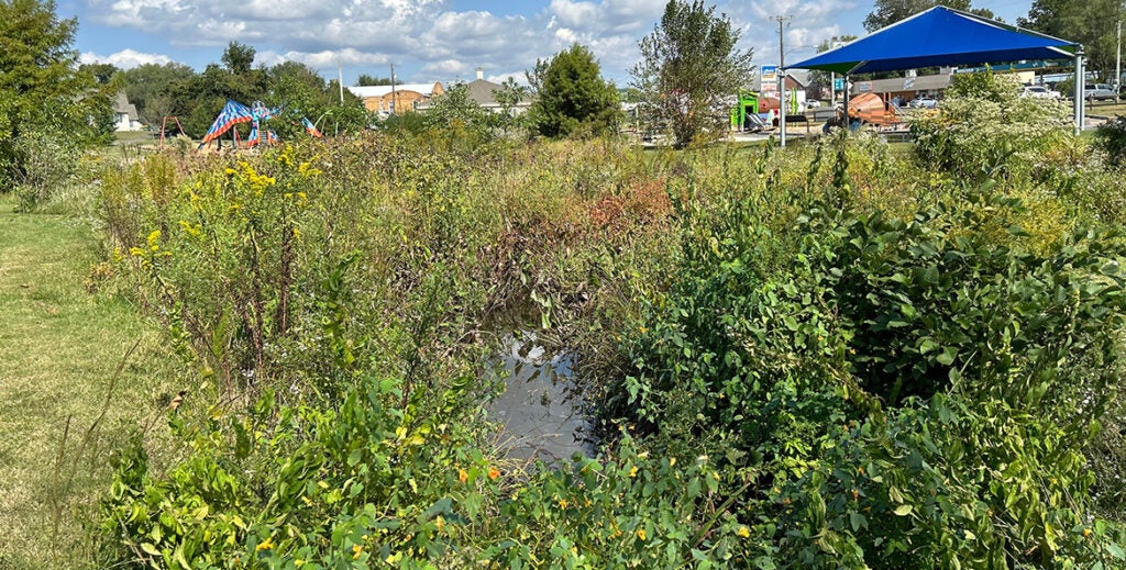 Lush, green wetlands.