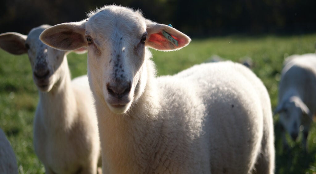A white sheep looks into the camera.