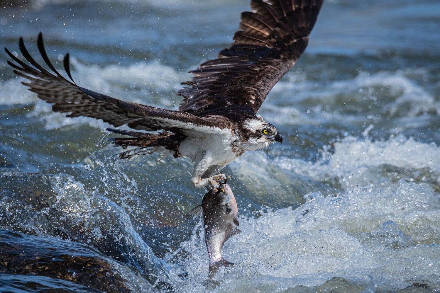 An osprey flies over some white water with a fish in its talons.