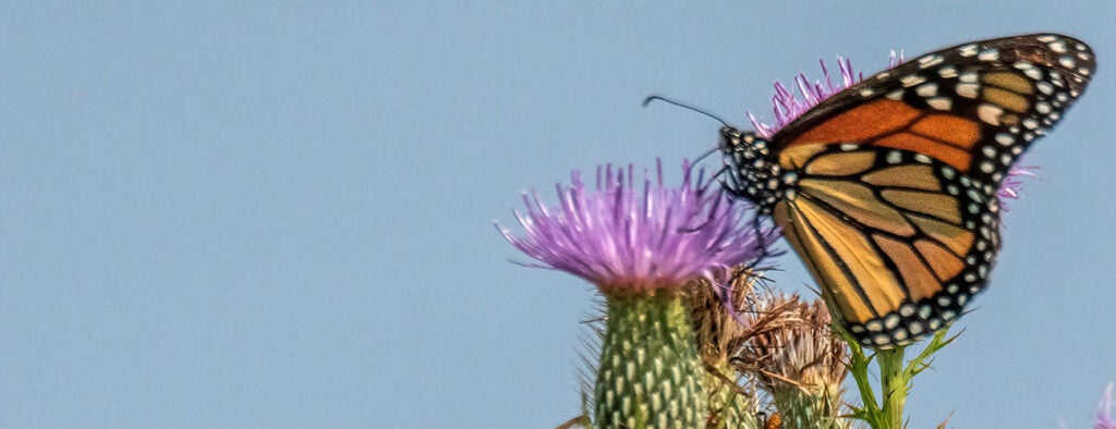 A monarch butterfly sits on a thistle.