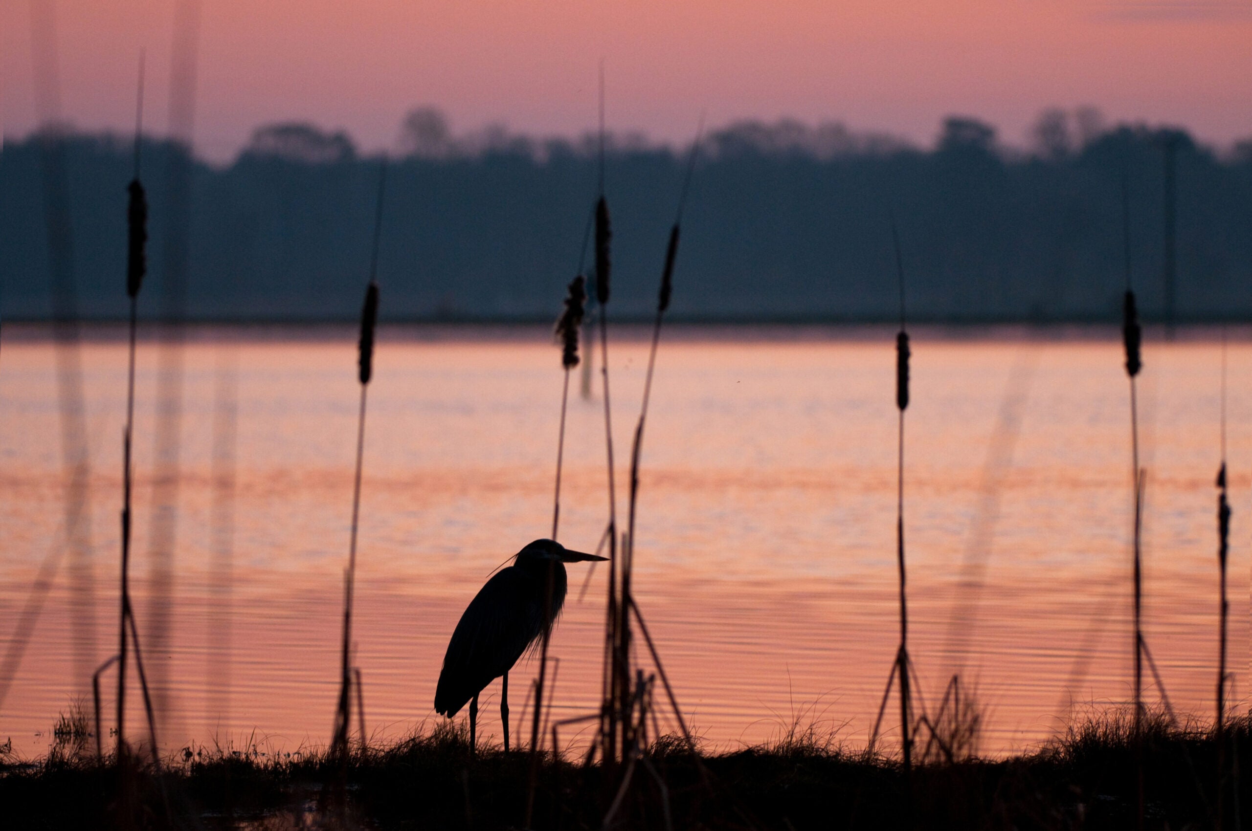 Silhouette of a heron standing among tall marsh plants at the water’s edge during sunset, with a calm orange-pink sky reflecting on the water and a dark tree line in the distance.