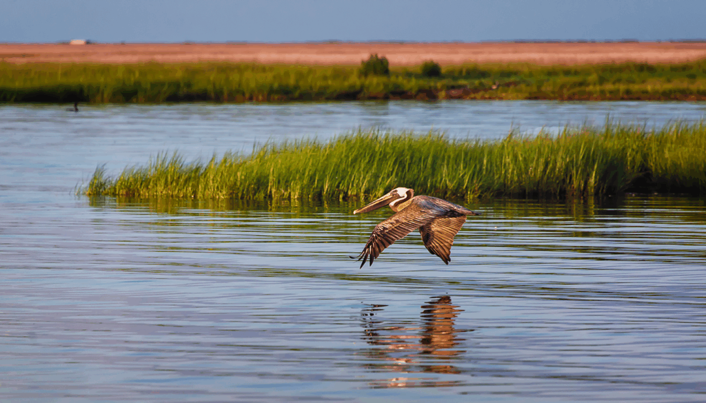 A brown pelican glides low over calm water near a grassy marsh. Its wings are outstretched, and the bird’s reflection is visible on the water’s surface. In the background, there is a strip of tall grass and distant land under a clear sky.