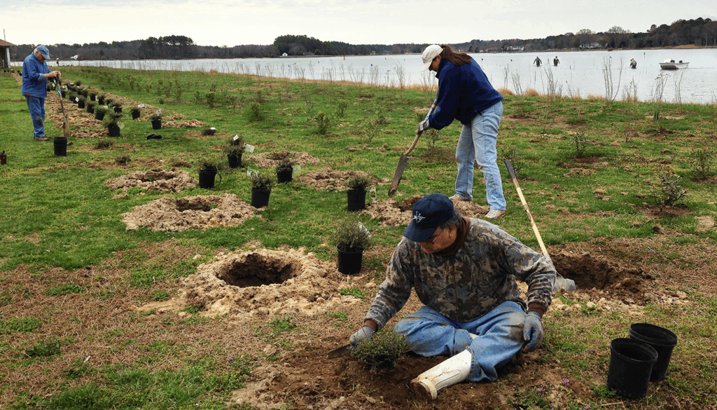 Several people are planting small shrubs in rows along a grassy shoreline. Black planting pots are arranged near dug holes, and one person kneels placing a plant while another uses a shovel. A calm body of water with boats and distant trees is visible in the background.