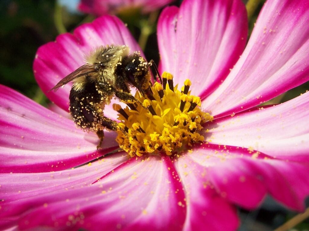 A close-up of a bumblebee covered in pollen while feeding on the bright yellow center of a pink flower with radiating petals.