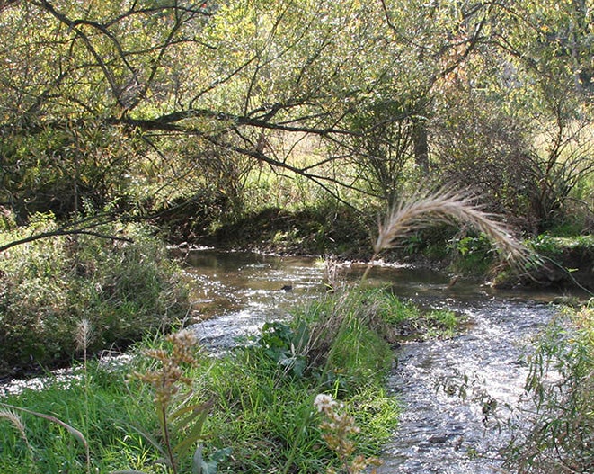 A stream forks underneath a tree amidst dense brush.