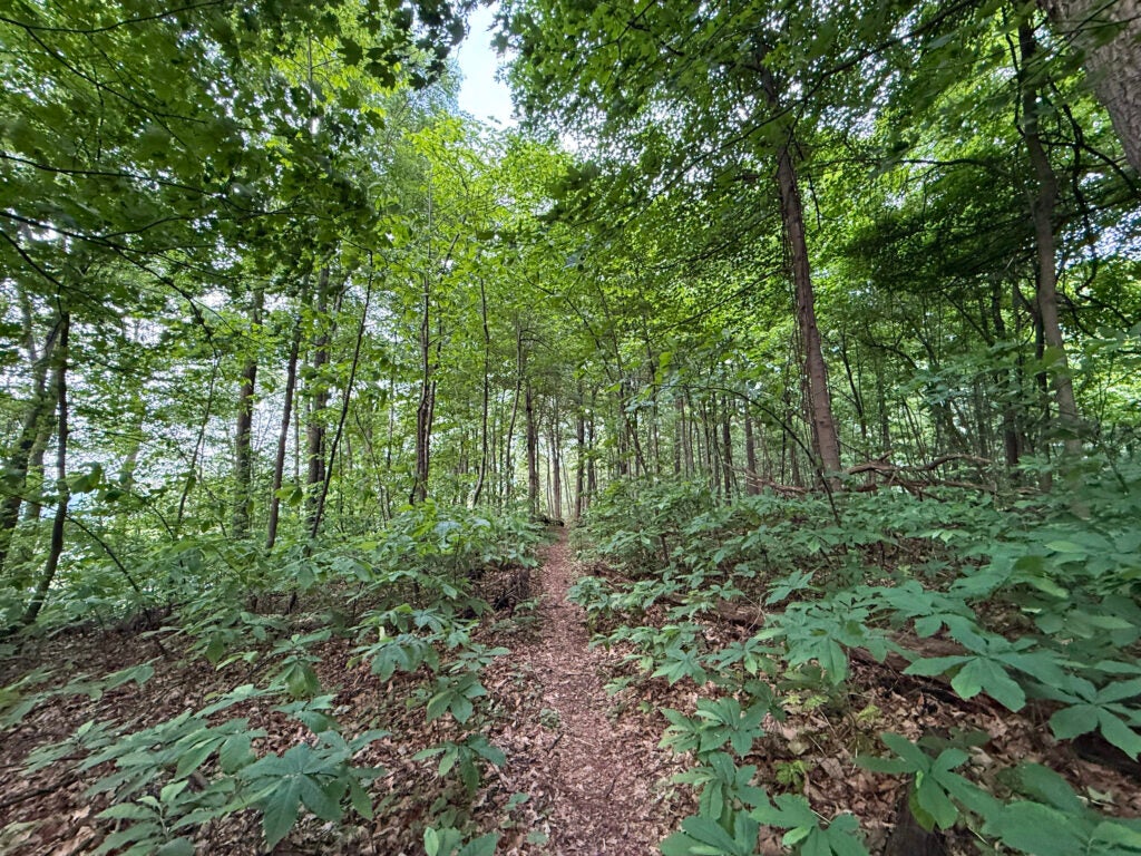 A well worn hiking trail underneath green foliage.