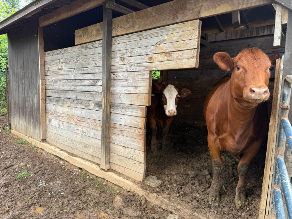 Two cows look at the camera from inside a barn.