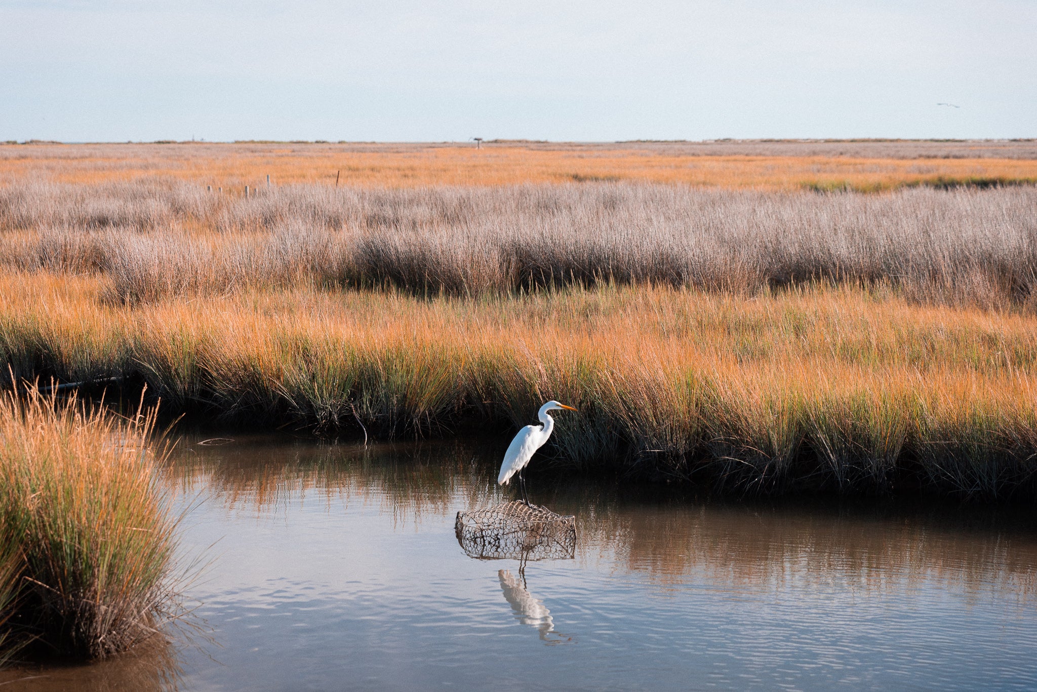 A calm tidal creek, surrounded by marsh grasses in shades of orange, brown, and green under an open sky.
