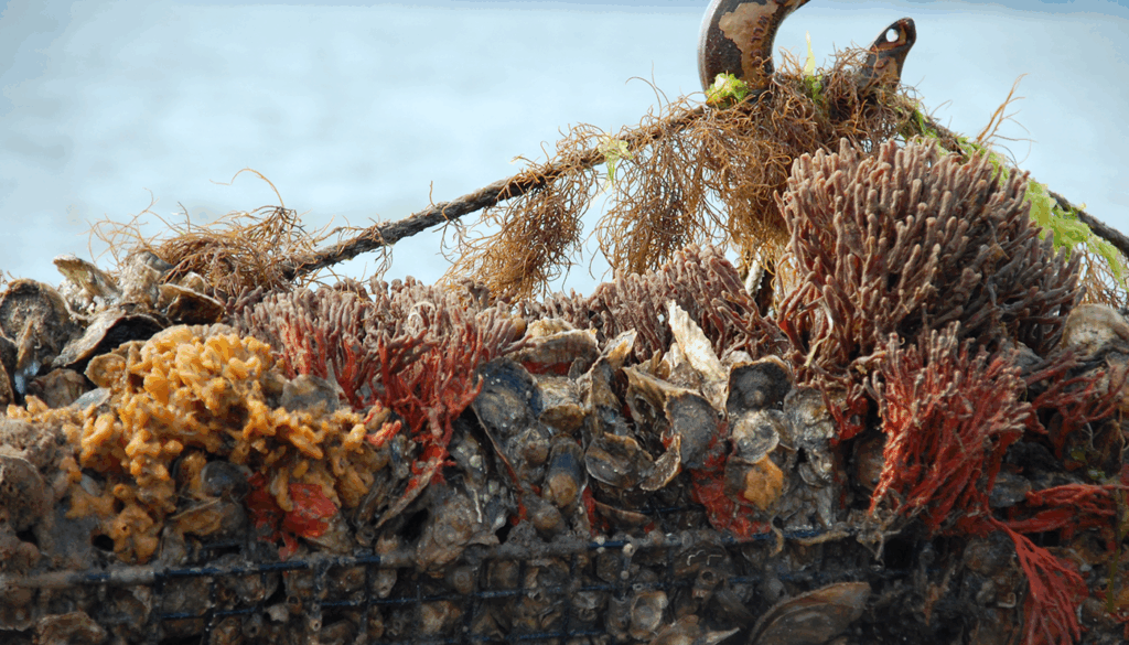 A close-up of an oyster cage covered with marine growth, including clusters of oysters, sponges, and seaweed in shades of brown, red, and orange. A metal hook and rope with algae are visible at the top, with water blurred in the background.