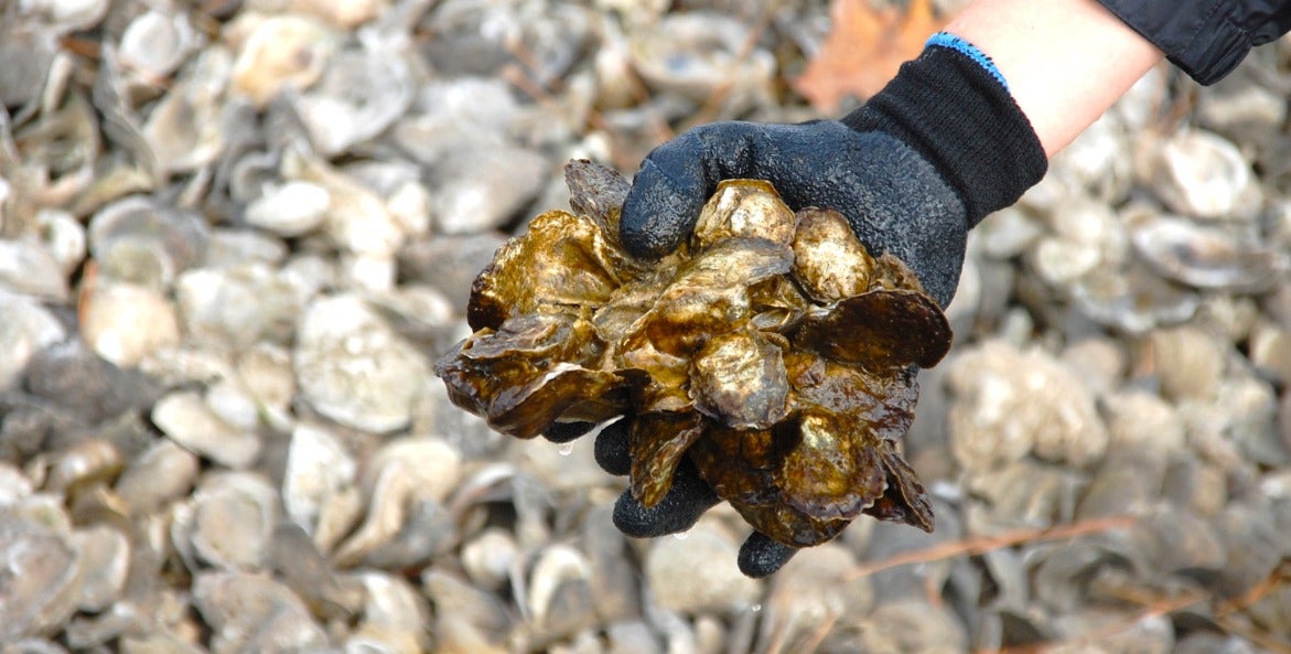 Fletche Shells Chesapeake Bay Partnership Set to Meet Oyster Restoration Goals in ...