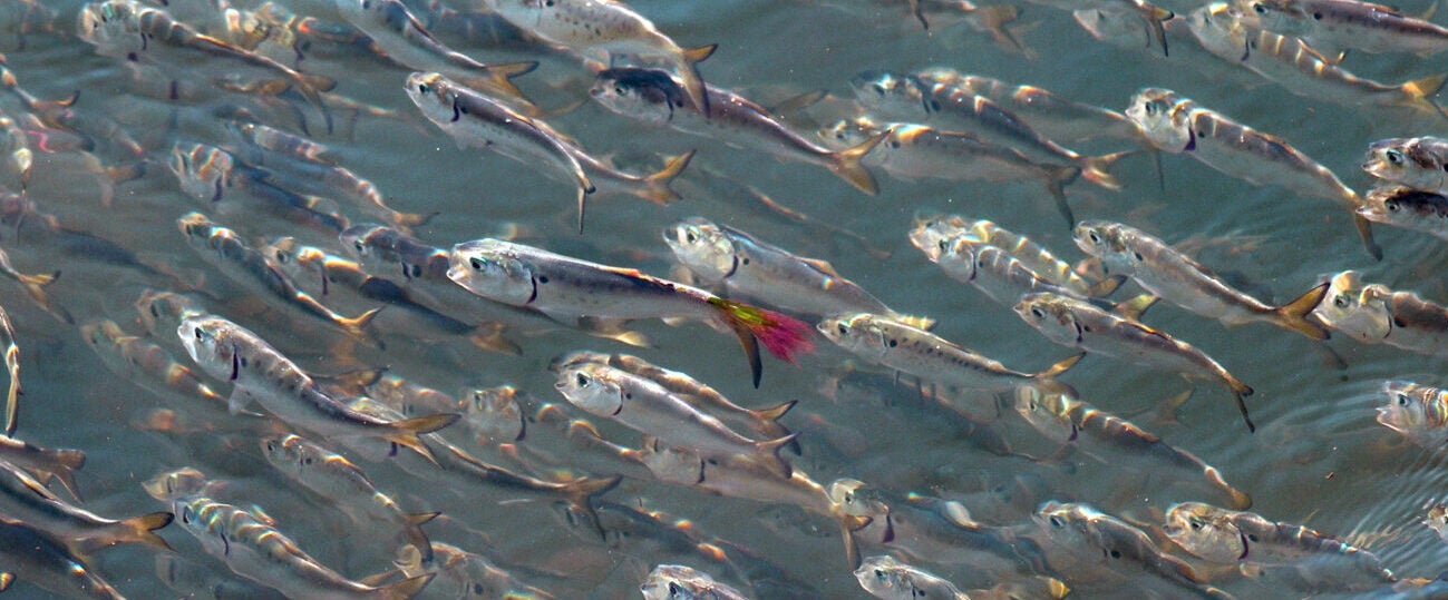 A silvery school of menhaden.