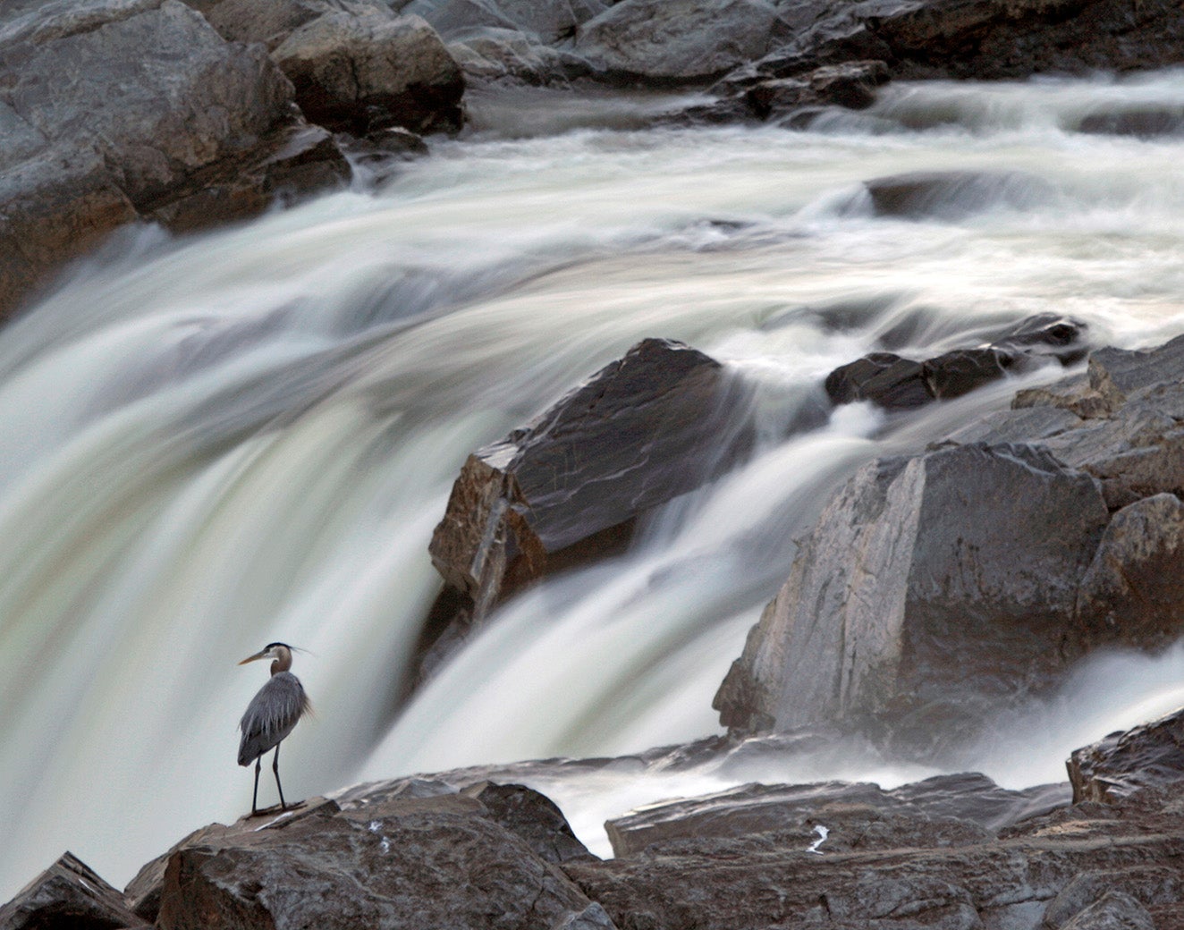 Water rushes down a rocky waterfall as a great blue heron looks on.
