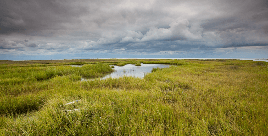 A photo of vast marshes with dark storm clouds overhead.