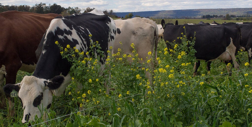 Cows graze in a field of yellow flowers.