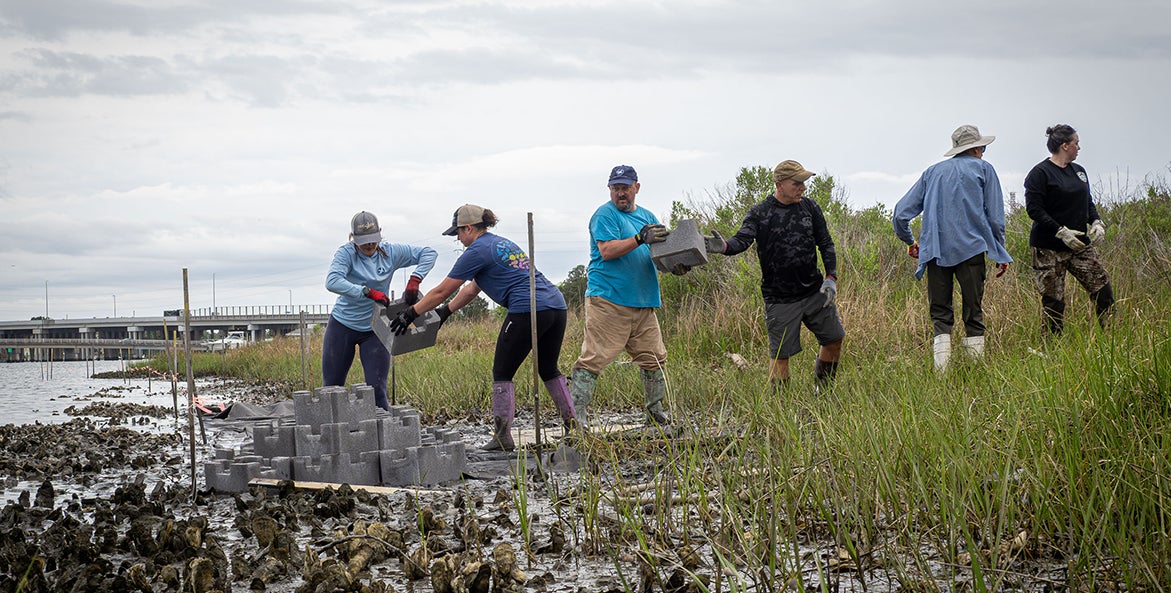 Volunteers carry and place concrete oyster castle structures along a marsh shoreline for habitat restoration.